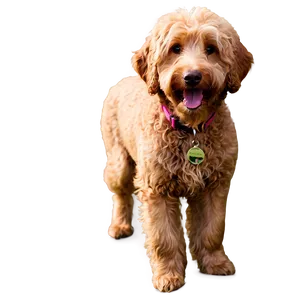 Goldendoodle In The Park Png 14 PNG Image