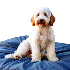 Goldendoodle On Bed Png Xmh PNG Image