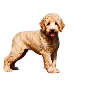 Goldendoodle Profile Png 85 PNG Image