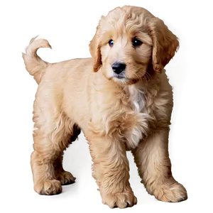 Goldendoodle Puppy Eyes Png Byx PNG Image