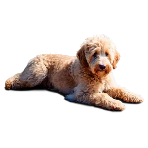 Goldendoodle Under Sun Png Wax PNG Image