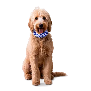 Goldendoodle Wearing Bandana Png Ehe9 PNG Image