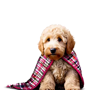 Goldendoodle With Blanket Png Kqk5 PNG Image