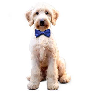 Goldendoodle With Bowtie Png Lva PNG Image