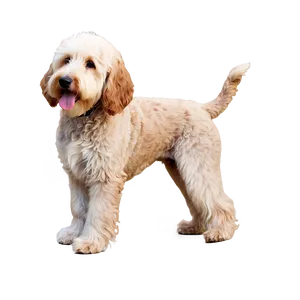 Goldendoodle With Flowers Png Jyi PNG Image