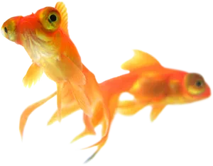 Goldfish Duo Transparent Background PNG Image