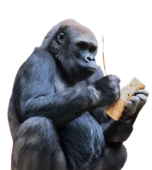 Gorilla Contemplating Object PNG Image