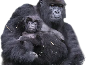 Gorilla Motherand Baby PNG Image