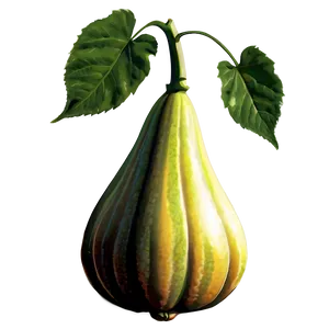 Gourd Plant Png Fqh PNG Image