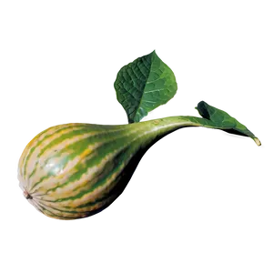 Gourd Plant Png Rsr PNG Image