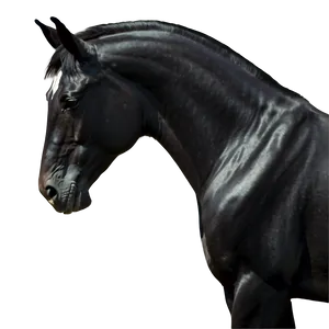 Graceful Black Horse Png 3 PNG Image