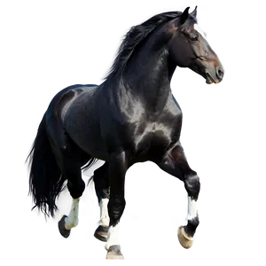 Graceful Black Horse Png Lef PNG Image