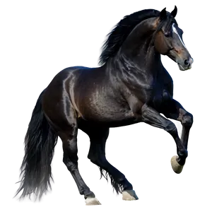 Graceful Black Horse Png Oqy88 PNG Image