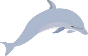 Graceful Dolphin Illustration PNG Image