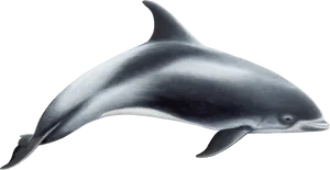 Graceful Dolphin Illustration PNG Image