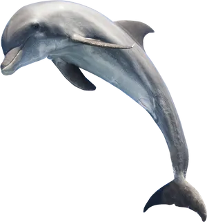 Graceful Dolphin Leaping PNG Image