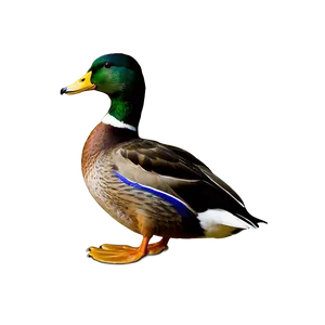 Graceful Mallard Duck Png 06262024 PNG Image