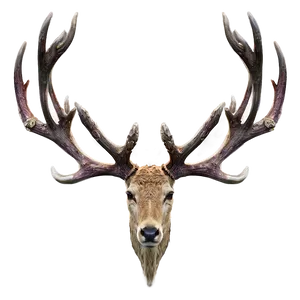 Graceful Stag Antlers Png Ouu PNG Image