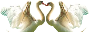 Graceful Swan Duo Symmetry PNG Image