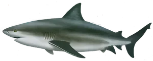 Graceful Swimming Shark PNG Image