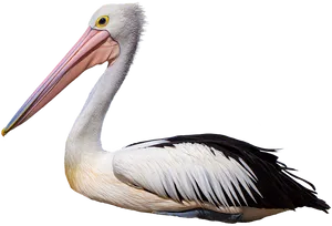 Graceful White Pelican Profile PNG Image