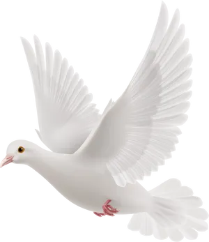 Graceful White Pigeon In Flight PNG Image