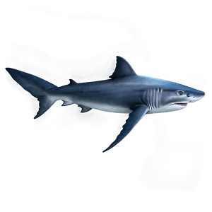 Grandpa Shark B PNG Image