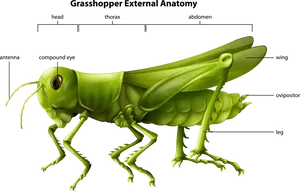 Grasshopper External Anatomy Illustration PNG Image