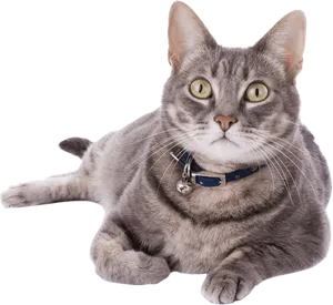 Gray Tabby Cat Blue Collar PNG Image