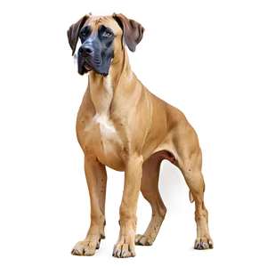 Great Dane On Walk Png 98 PNG Image