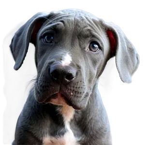 Great Dane Puppy Png Ifn7 PNG Image