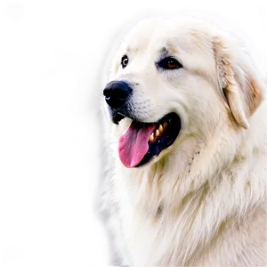 Great Pyrenees B PNG Image