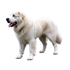 Great Pyrenees Dog Png Qbd PNG Image