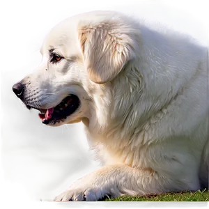 Great Pyrenees Guard Dog Png 06292024 PNG Image