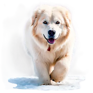 Great Pyrenees In The Snow Png 06292024 PNG Image