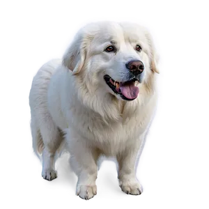 Great Pyrenees In The Snow Png Mxw PNG Image