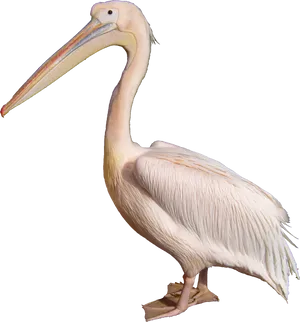 Great White Pelican Standing PNG Image