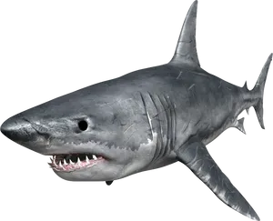 Great White Shark Portrait PNG Image