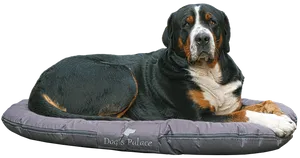 Greater_ Swiss_ Mountain_ Dog_on_ Bed PNG Image