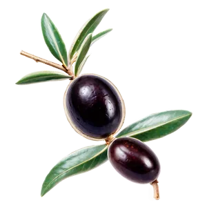 Greek Olive Branch Png 06202024 PNG Image