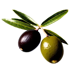 Greek Olive Branch Png 55 PNG Image