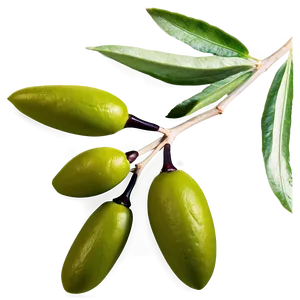 Greek Olive Branch Png Fwu28 PNG Image