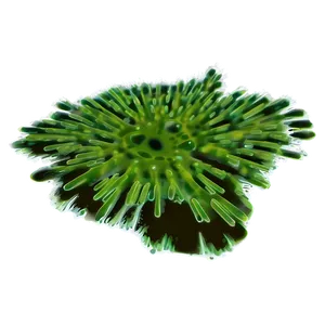 Green Algae Illustration Png 24 PNG Image