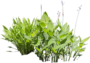 Green Bamboo Leaves Black Background PNG