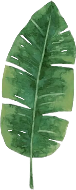 Green Banana Leaf Illustration PNG Image