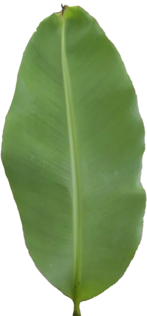 Green Banana Leaf Single PNG Image