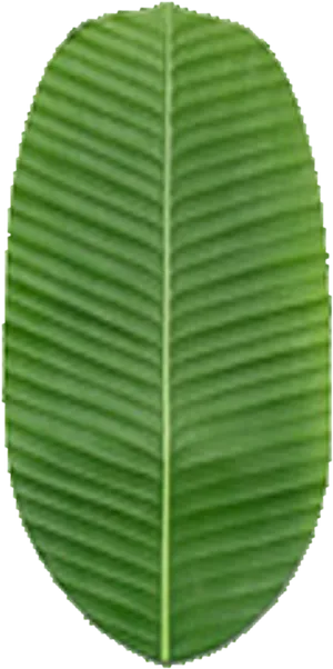 Green Banana Leaf Texture PNG Image