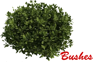 Green Bush Black Background PNG Image