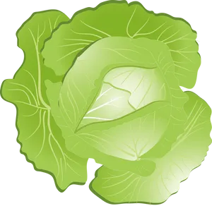 Green Cabbage Illustration PNG Image