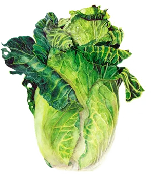 Green Cabbage Watercolor Illustration PNG Image